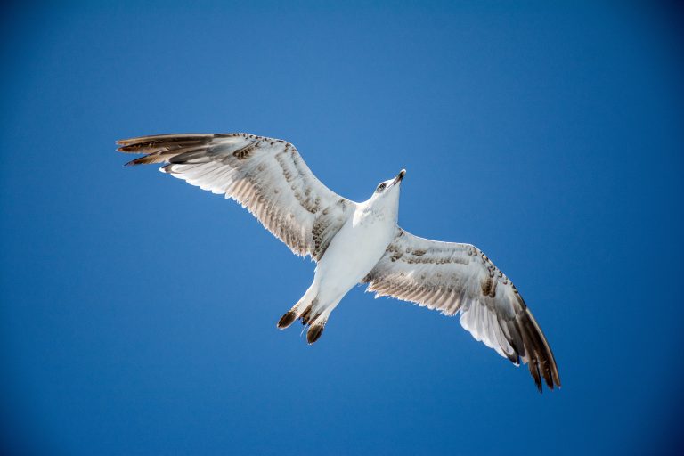 Seagull, Bird, Flying, Animal, Sky, Outdoors, Animal, Wildlife, Animal