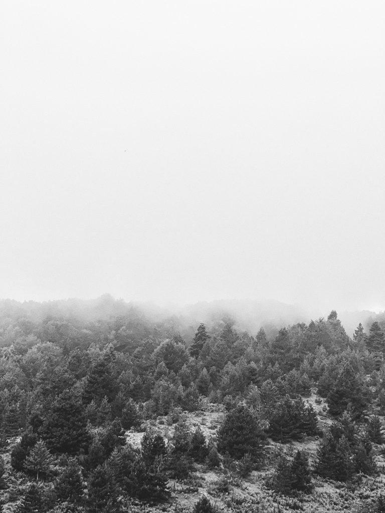 An overhead view of a pine forest in winter. Fog obscures the horizon, so the forest fades away to nothing.