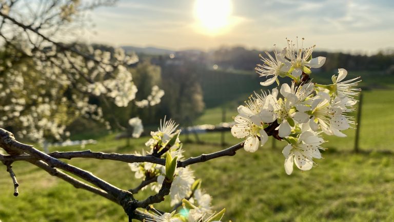 Tree blossoms with evening sun