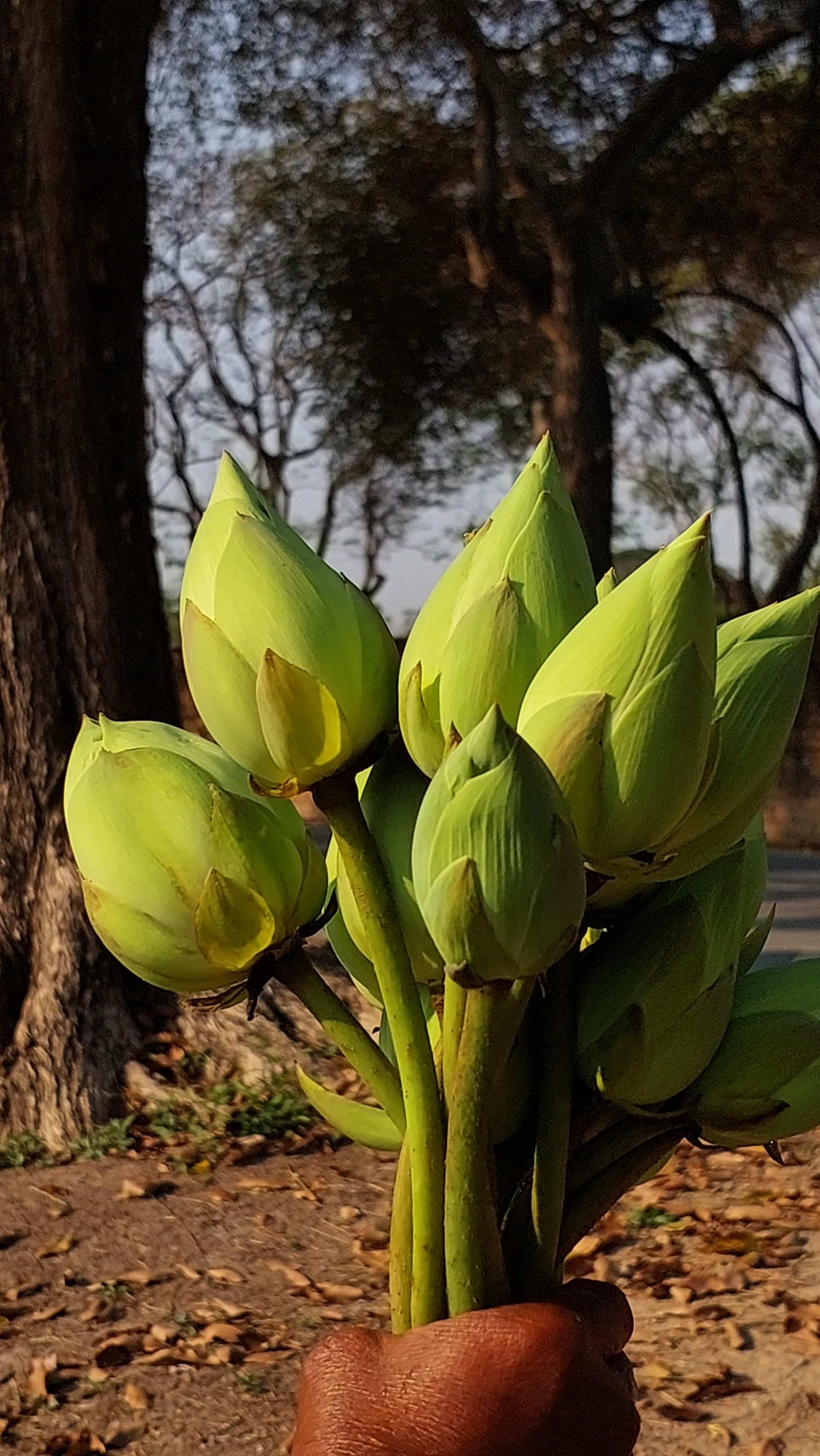 Man holding lotus buds