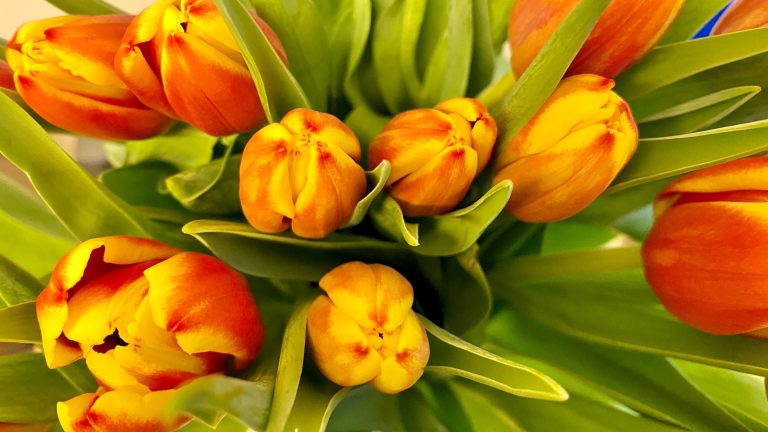 Tulips, looking down from above, about 10 inches away.