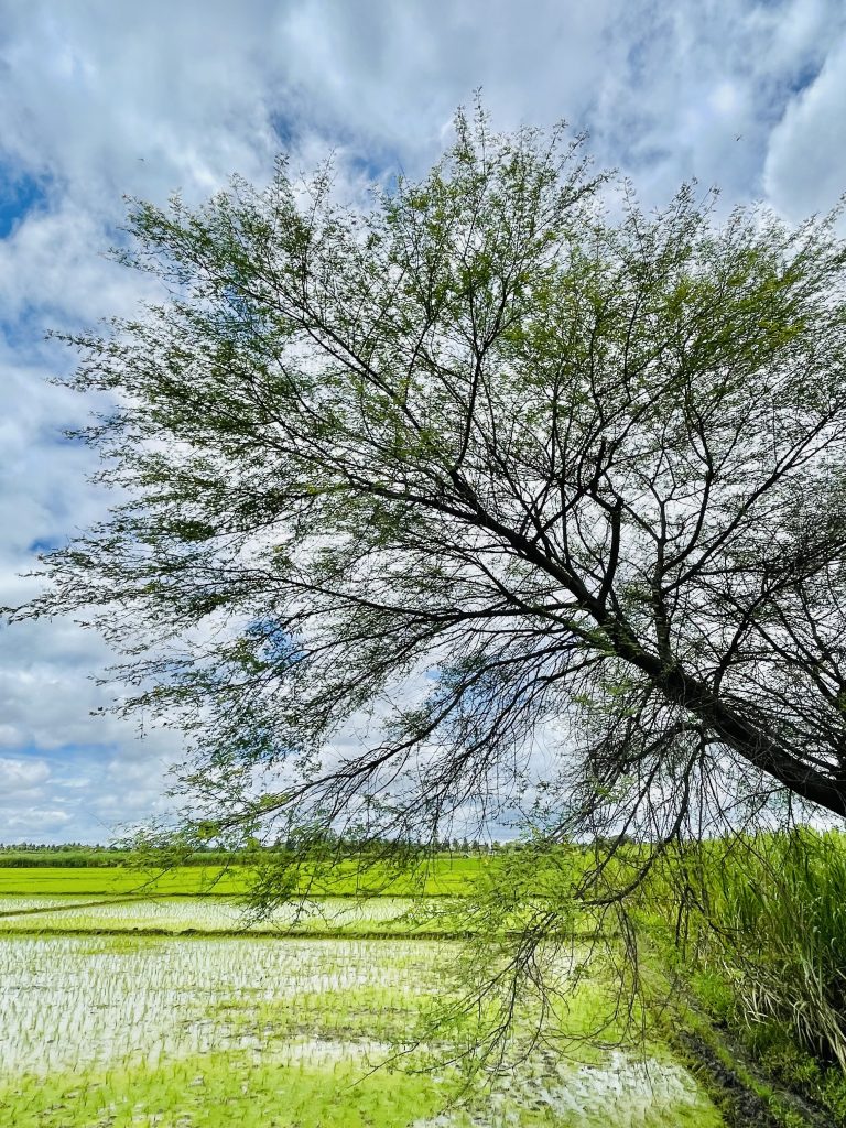 Paddy fields. Chamaraja Nagar, Karnataka, India.