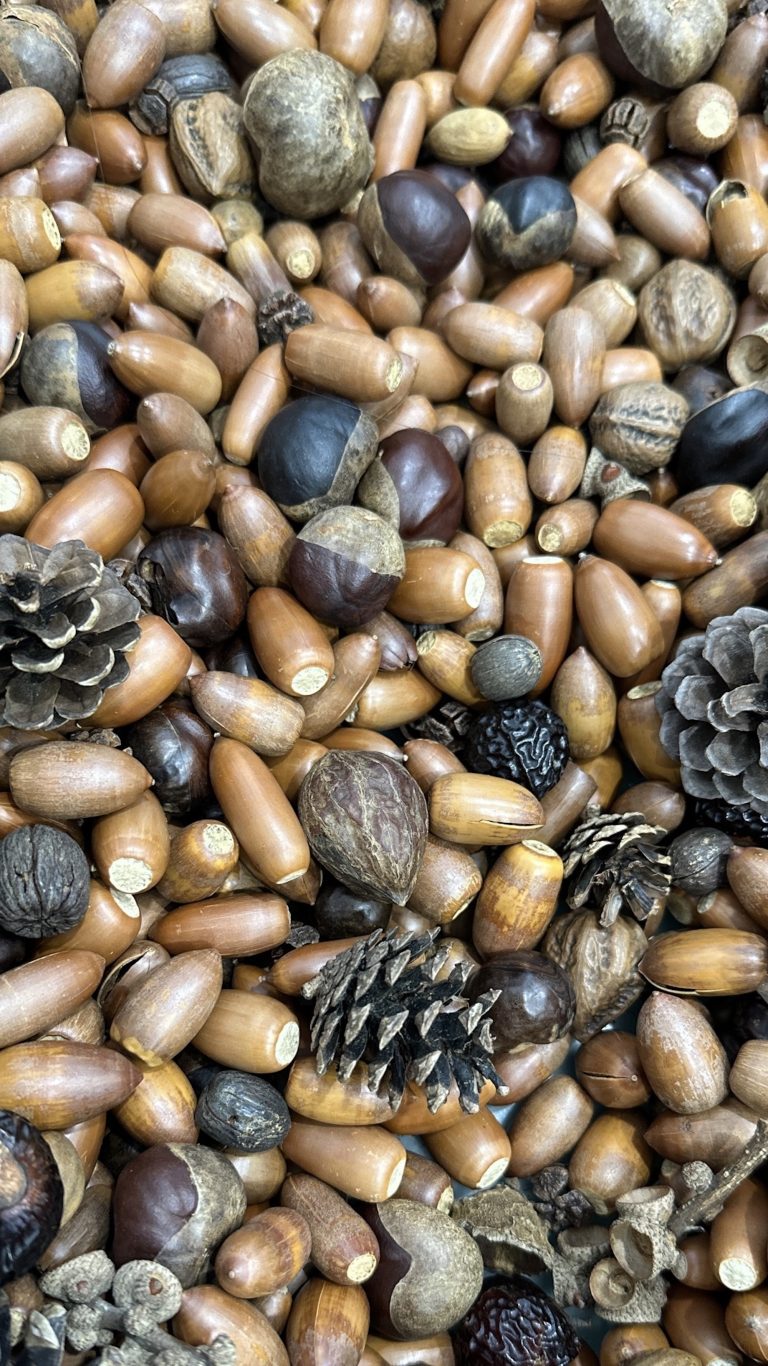 Acorns, pine cones, chestnuts and nuts are laid out randomly.