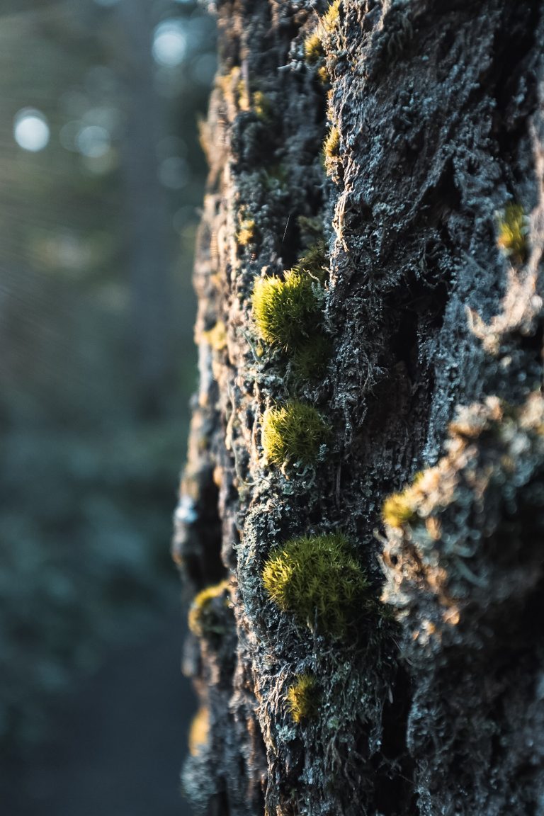 Three overgrown sections of moss alongside a tree