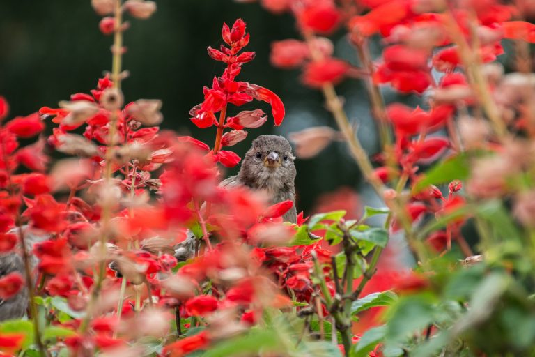 Bird, Nature, Animal, Wildlife, Outdoors, Songbird, Perching, Springtime, Flower