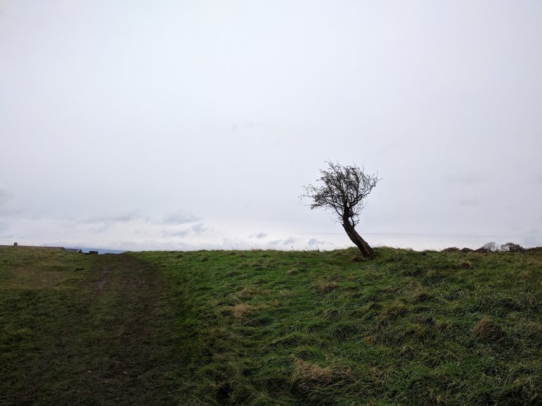 A lone tree twisted by the wind, growing in an empty grassy meadow in Phoenix Park in Dublin, the capital of Ireland.