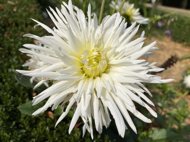 white and yellow flower on green background. nature