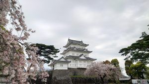 Odawara castle with cherry blossoms in Japan
