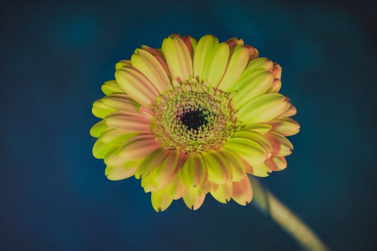 Nature, Flower, Head Petal, Close-up Flower, Freshness, Gerbera