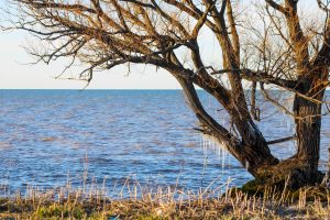 Icicles hang from a tree just offshore in Lake Ontario, Hamlin, New York, USA