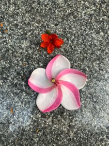 Frangipani Flower on the floor
