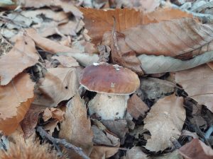 mushrooms, boletus