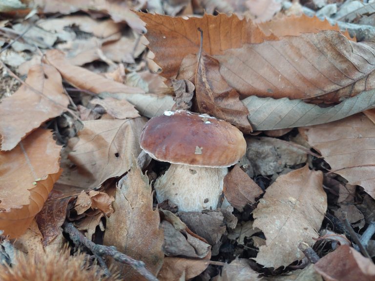 mushrooms, boletus