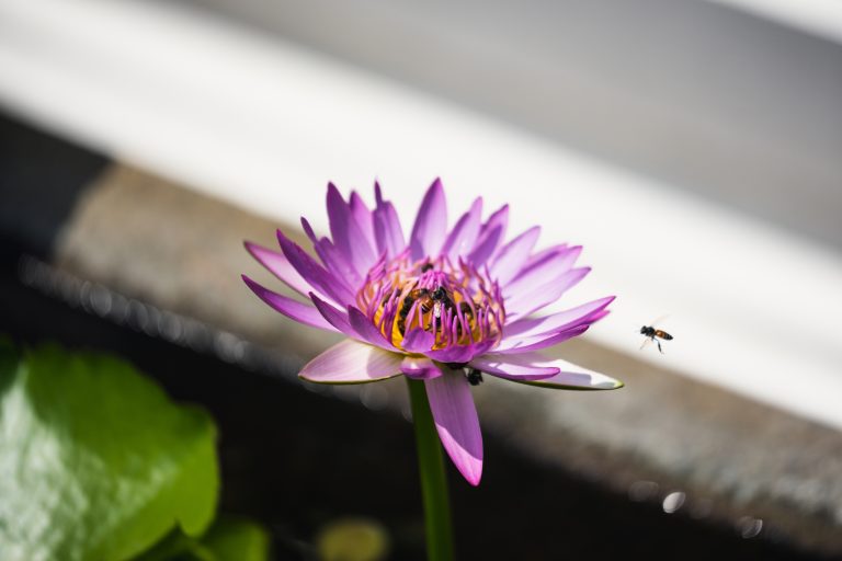 Flower, Nature, Petal, Plant, Outdoors, Close-up, Beauty In Nature, Growth, Freshness