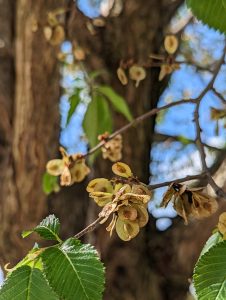 Tiny seed pods growing on a tree