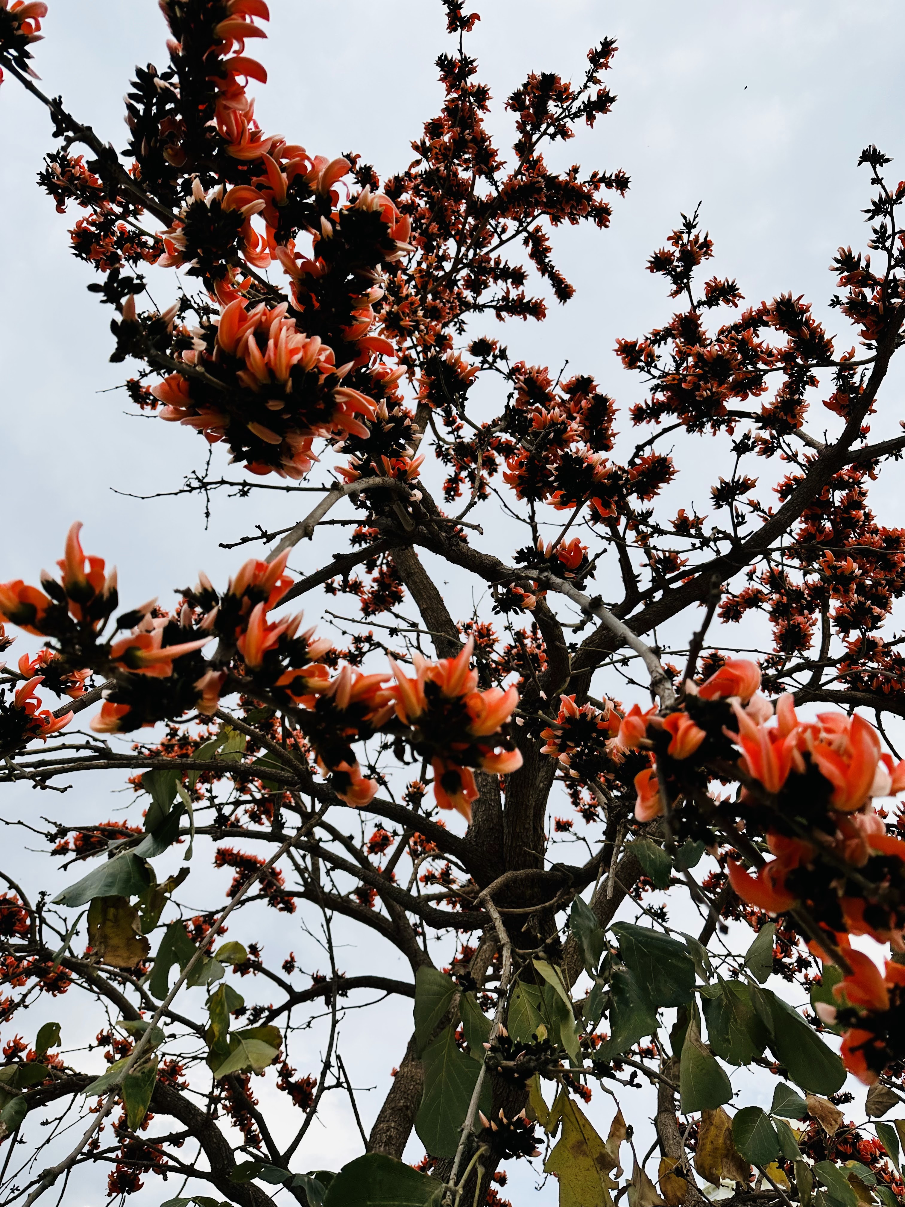 Orange flower