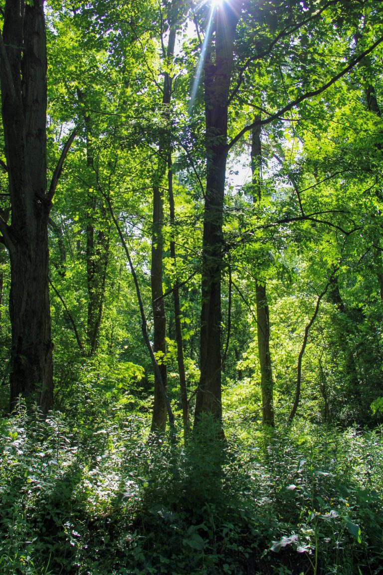 Swamp near Lake Ontario, New York, USA