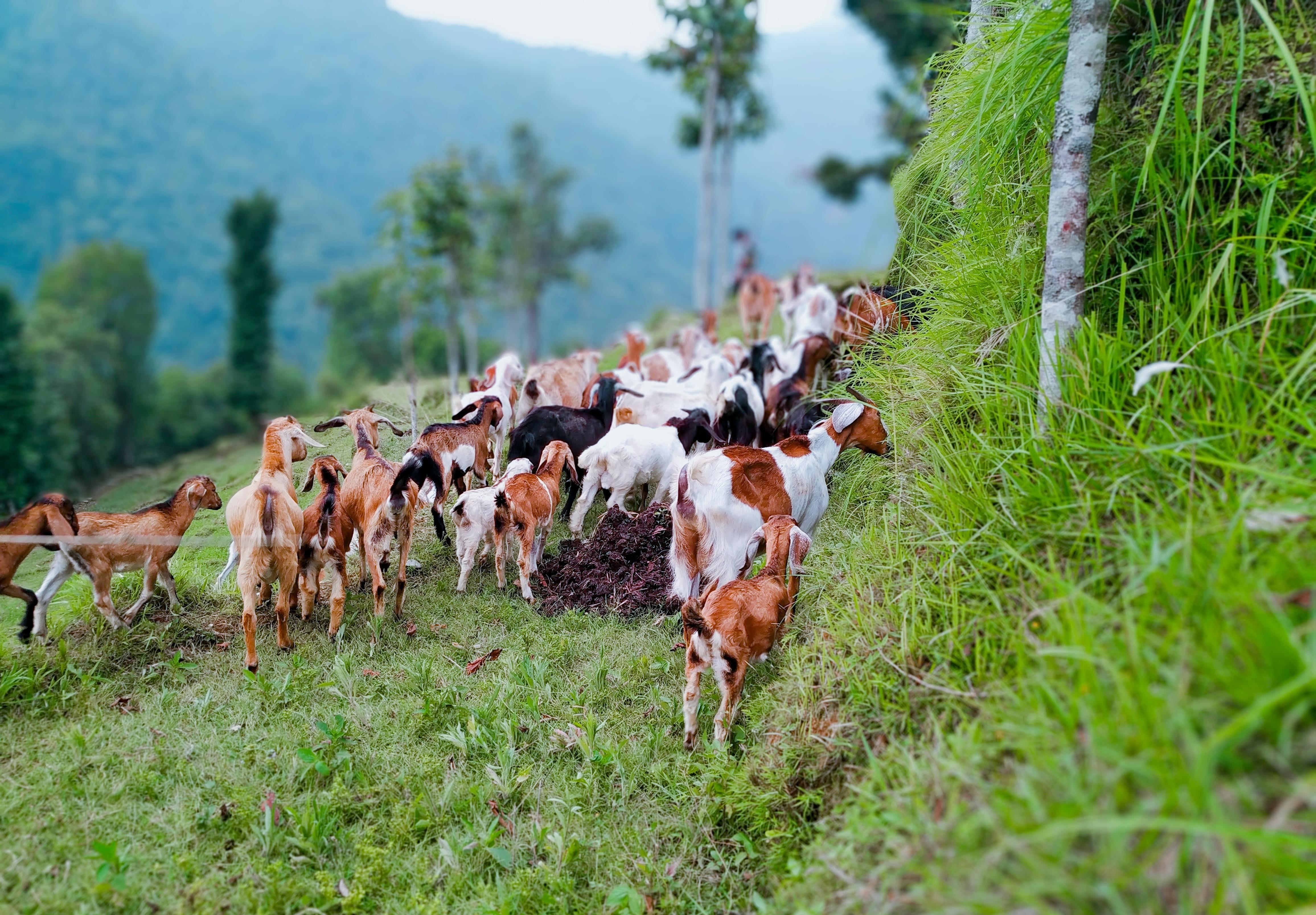 Goats Grazing in Green Fields Near Pokhara, Nepal