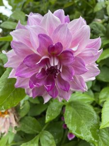 Dahlia Flower after a drizzle. From Sarangkot, Pokhara, Nepal.