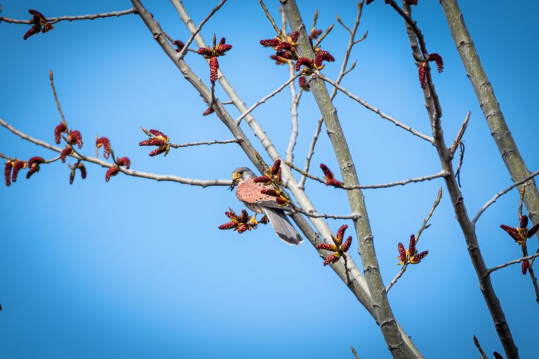 Nature, Bird, Tree, Outdoors, Branch, Animal, Wildlife, Springtime