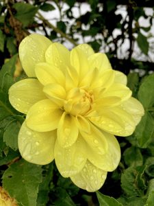 Dahlia Flower after a drizzle. From Sarangkot, Pokhara, Nepal.