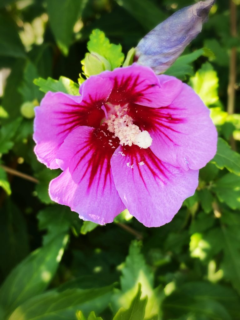 pink flower on green background. nature