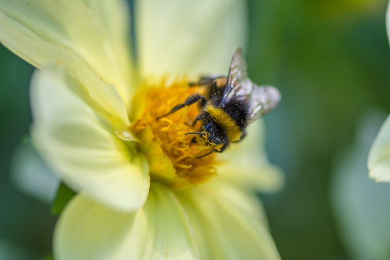 Insect, Bee, Flower, Nature, Close-up, Pollen, Pollination, Petal, Animal, Wildlife, Flower Head