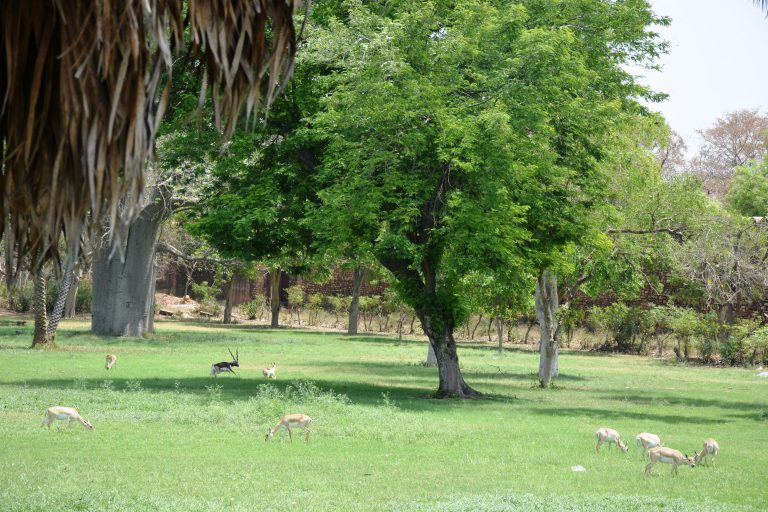 A group of Blackbucks/Indian antelopes. The photo is taken from Akbar’s tomb, in Agra, India.