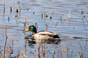 A mallard duck floats in the swamps of the Montezuma Wildlife Refuge, Seneca Falls, New York, USA