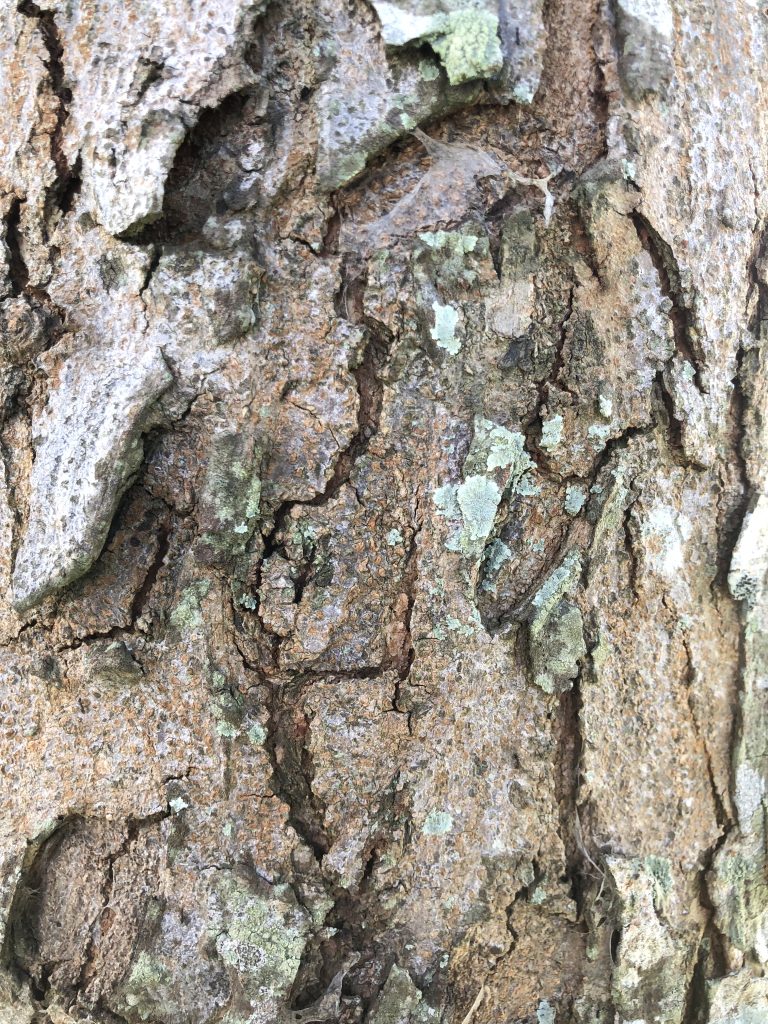 Bark texture