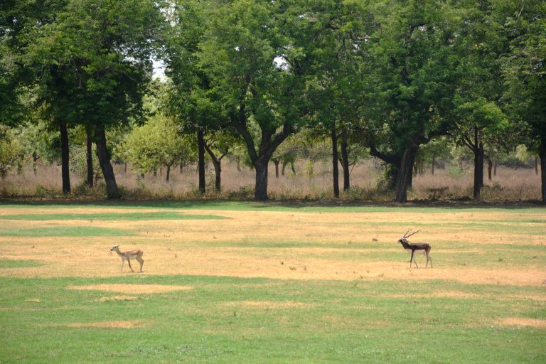 A Blackbuck/Indian antelope pair. The photo is taken from Akbar’s tomb, in Agra, India.