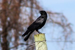 View larger photo: Crow sitting atop a fencepost in Western New York, USA