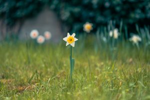 Nature, Flower, Beauty In Nature, Outdoors, Petal, Springtime, Plant, Growth, Day Flower, Grass