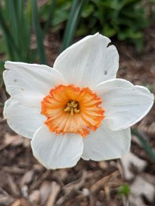 White daffodil. Orange center