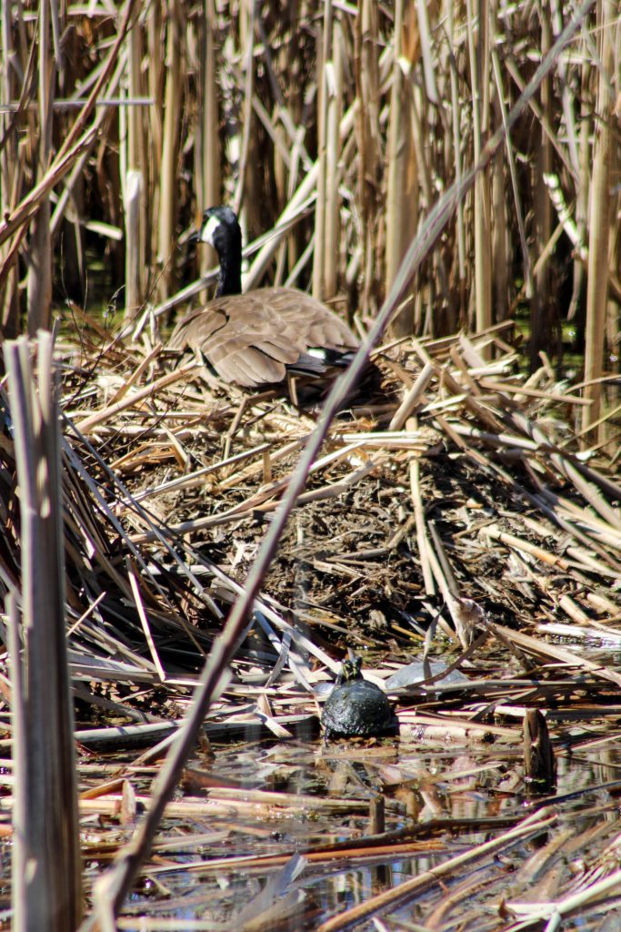 A Canada Goose nests atop a beaver lodge at Montezuma Wildlife Refuge while a painted turtle suns at its base. Seneca Falls, New York, USA.