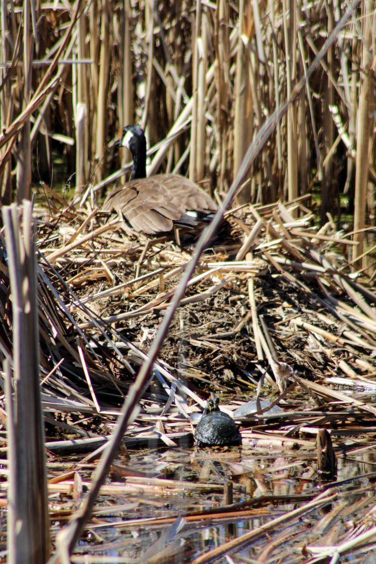 A Canada Goose nests atop a beaver lodge at Montezuma Wildlife Refuge while a painted turtle suns at its base. Seneca Falls, New York, USA.