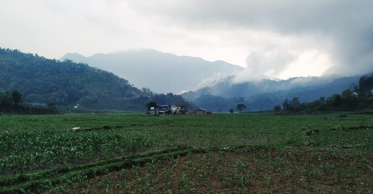 Taking in the View of a Lush Maize Field, Syangja, Nepal