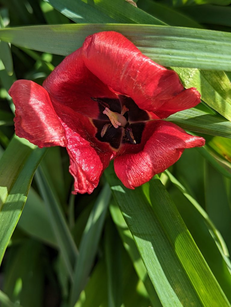 A red flower whose petals are very bent back