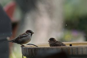 Birds in a birdbath