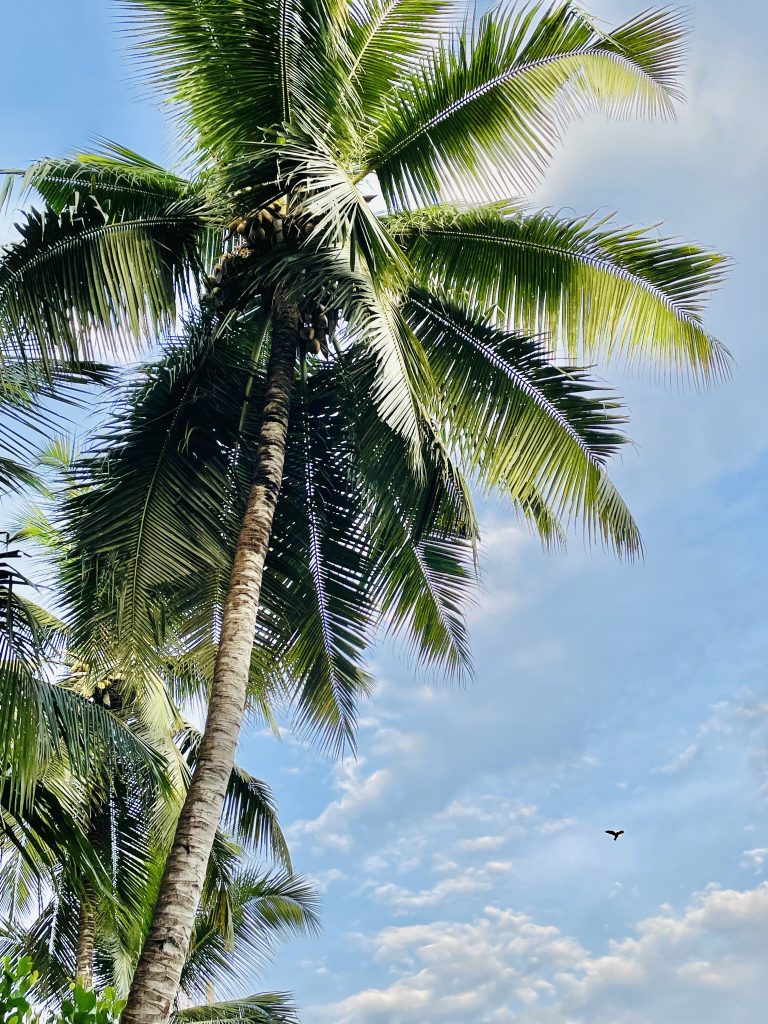 Cloudy afternoon. Pantheeramkavu, Kozhikode, Kerala