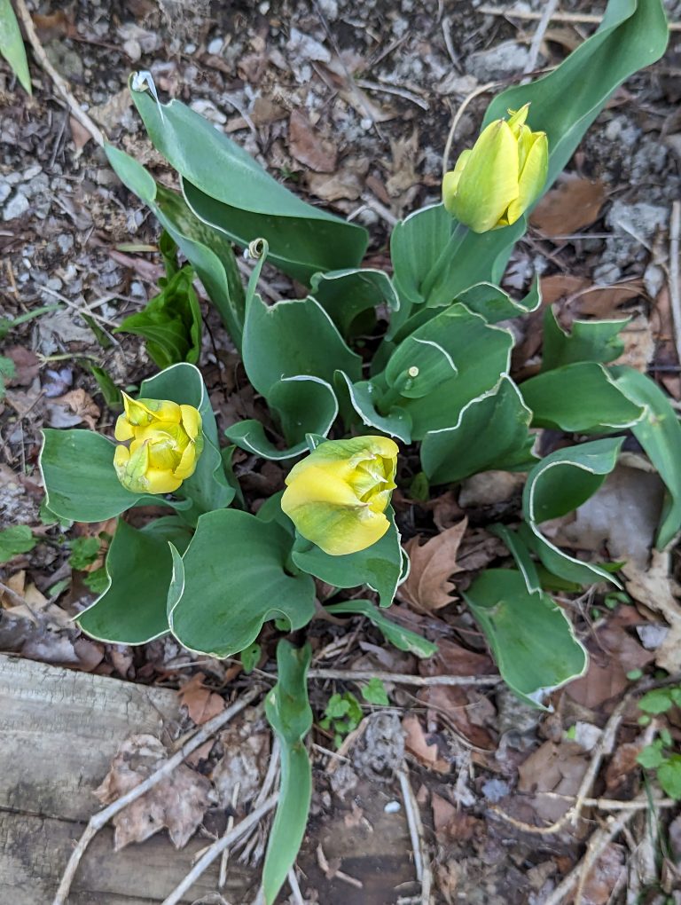 Yellow tulips that have not opened up yet, looking down from the top.