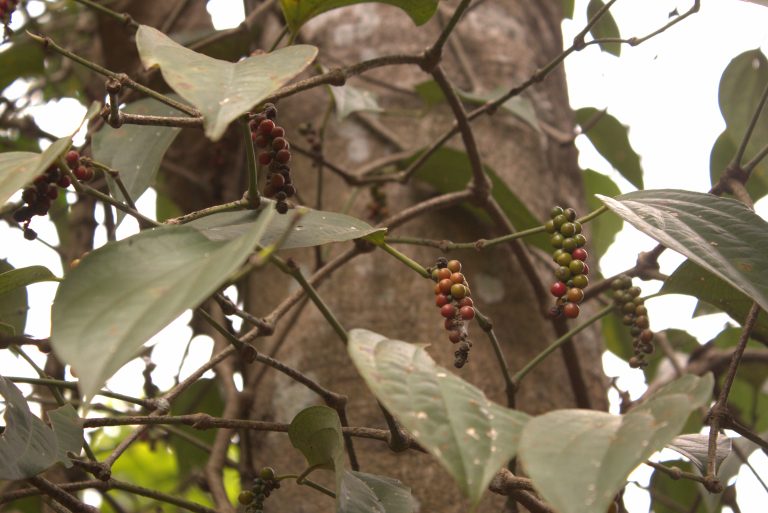 Fruit berry tree