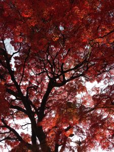 A maple tree