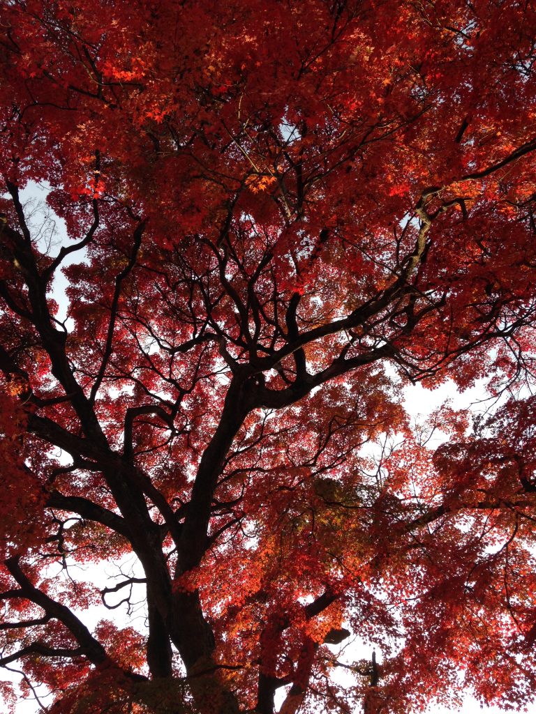 A maple tree