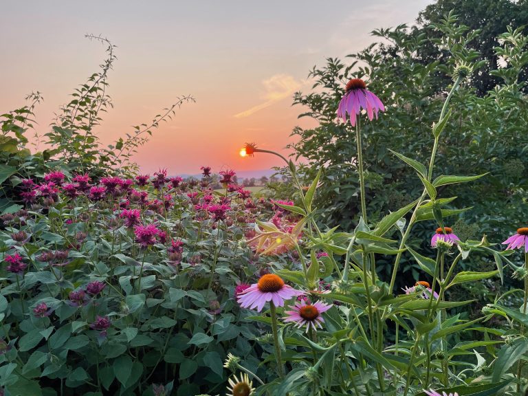 Sunset in summer over bee balm and growing gardens