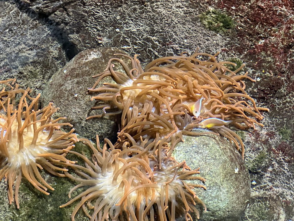 Sea anemone in the aquarium of Burger’s Zoo in Arnhem, The Netherlands