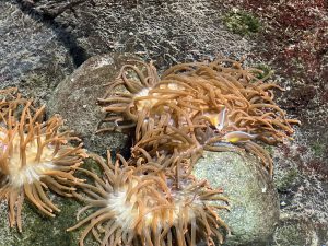 Sea anemone in the aquarium of Burger’s Zoo in Arnhem, The Netherlands
