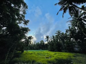 Paddy fields in twilight. From Pantheeramkavu, Kozhikode, Kerala.