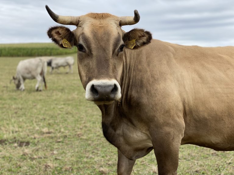 Beautiful brown cow on green pasture with two white cows and sky in background. Animals, nature