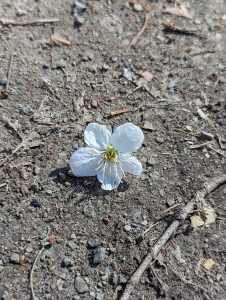 A cherry blossom that has fallen on the concrete